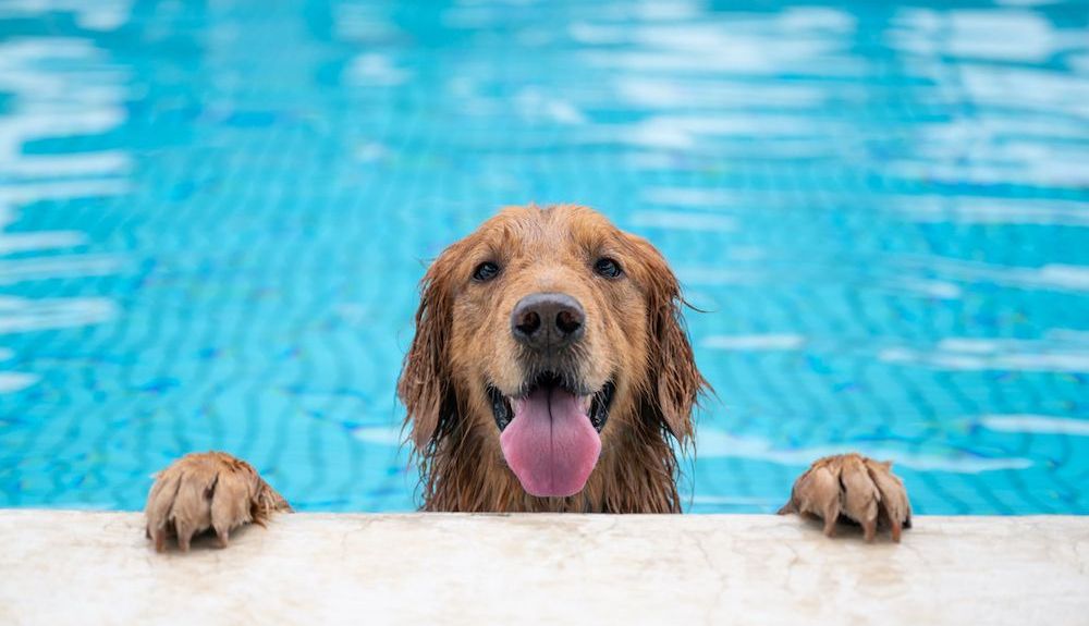 mascotas calor 210705 04 mascotas calor 210705 04