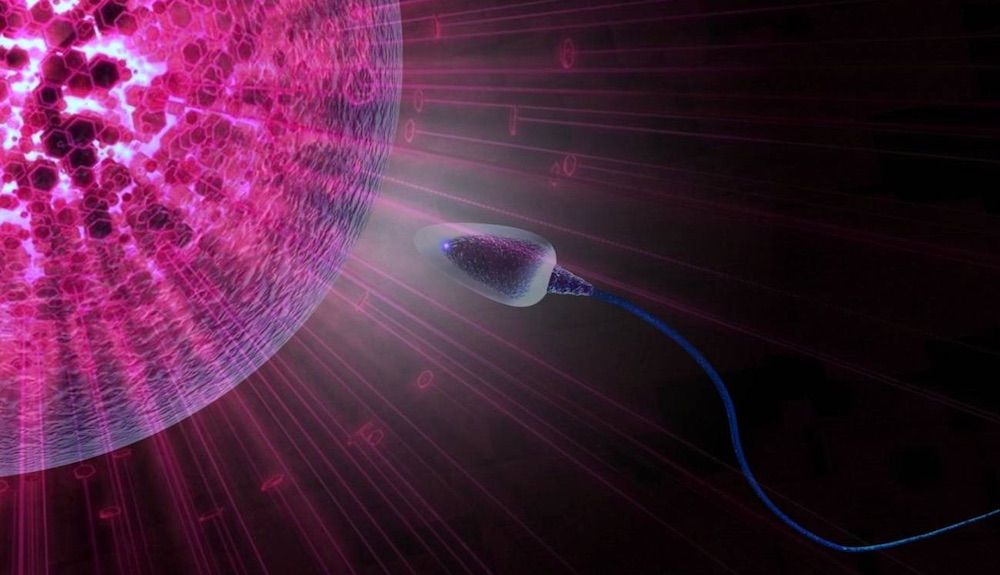 No hay ninguna evidencia, ni una razón teórica, de que alguna de las vacunas pueda afectar la fertilidad.