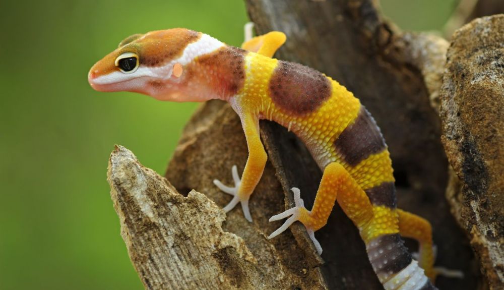 Lagarto gecko de color naranja. Foto: IStock. Lagarto gecko de color naranja. Foto: IStock.