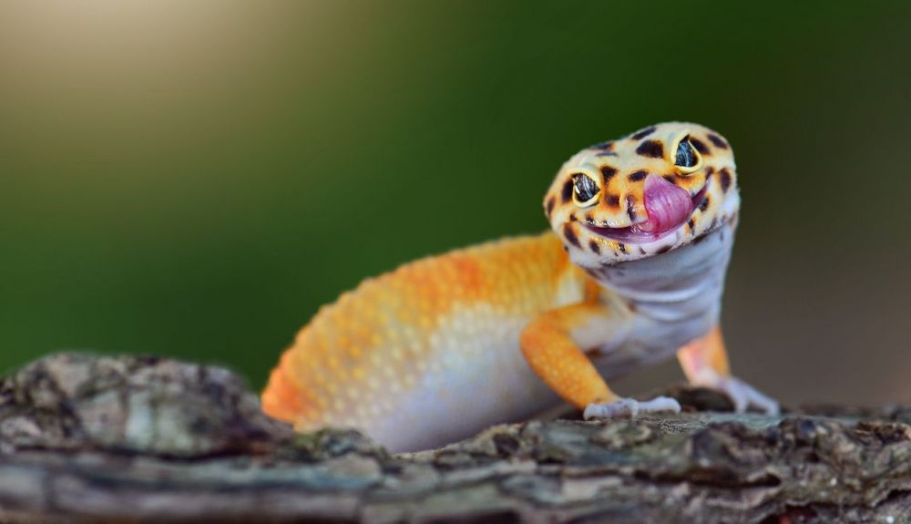 Lagarto Gecko en una rama en el jardín tropical Lagarto Gecko en una rama en el jardín tropical