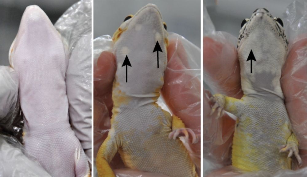 A diferencia de los geckos que no son lemon frost (izquierda), los lagartos de la variedad Lemon Frost tienden a desarrollar tumores de piel blancos (flechas negras) en sus partes inferiores (centro y derecha). A diferencia de los geckos que no son lemon frost (izquierda), los lagartos de la variedad Lemon Frost tienden a desarrollar tumores de piel blancos (flechas negras) en sus partes inferiores (centro y derecha).