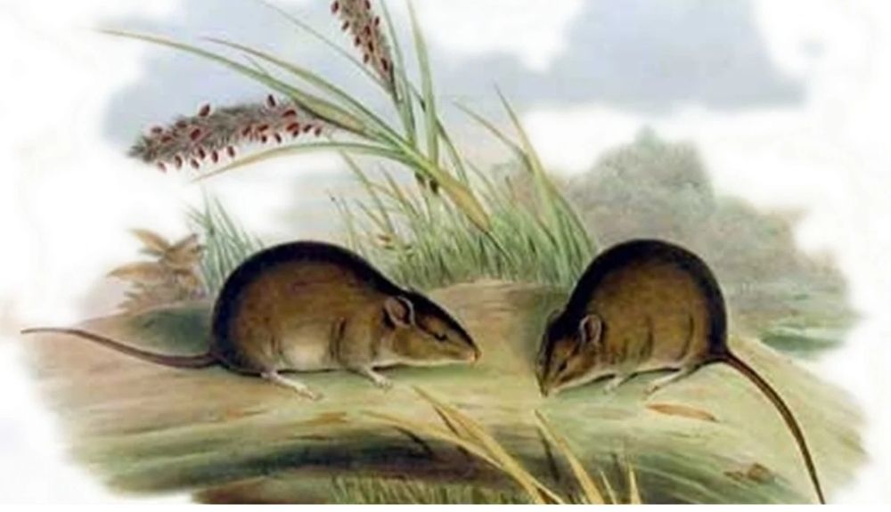 Una ilustración de estos ratones considerados extintos. Una ilustración de estos ratones considerados extintos.