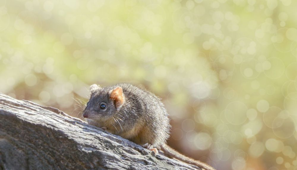 Los investigadores ponen de manifiesto la desparición de numerosas especies en Australia. Los investigadores ponen de manifiesto la desparición de numerosas especies en Australia.