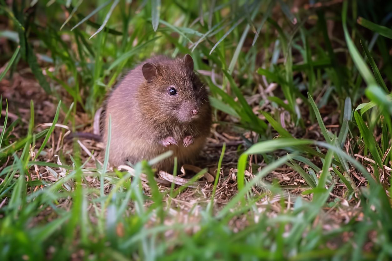 Un ratón australiano, muy parecido al animal dado por extinto. Foto: IStock.