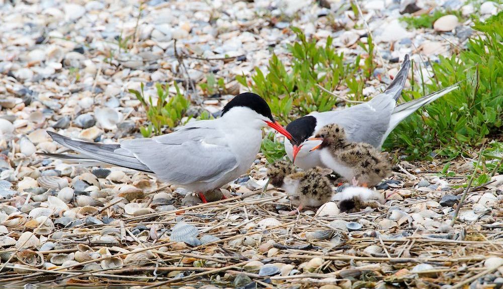 aves charran comun aves charran comun