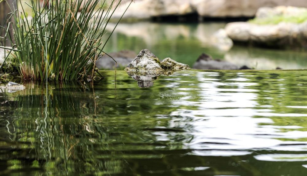 El ameboide 'Naegleria fowleri' puede encontrarse en lagunas, estanques y piscinas El ameboide 'Naegleria fowleri' puede encontrarse en lagunas, estanques y piscinas