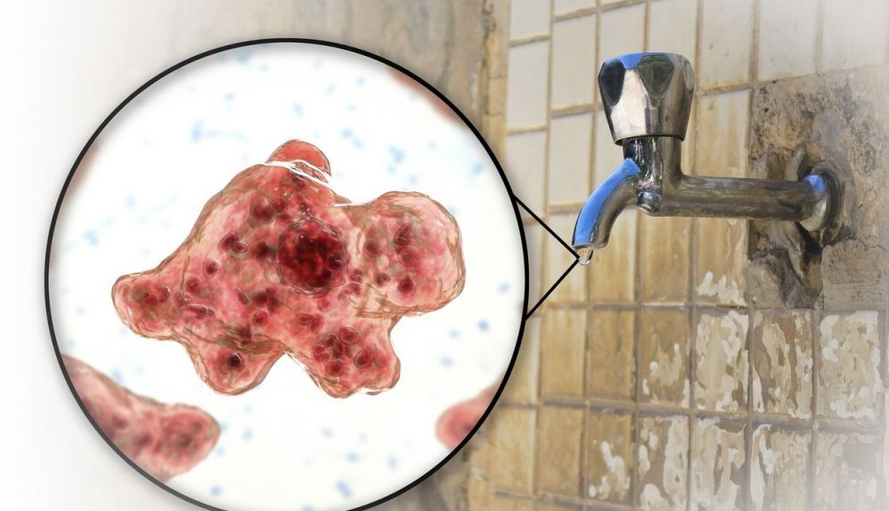 Las zonas de aguas sucias o estancadas son dieales para la proliferación de la ameba comecerebros. Las zonas de aguas sucias o estancadas son dieales para la proliferación de la ameba comecerebros.