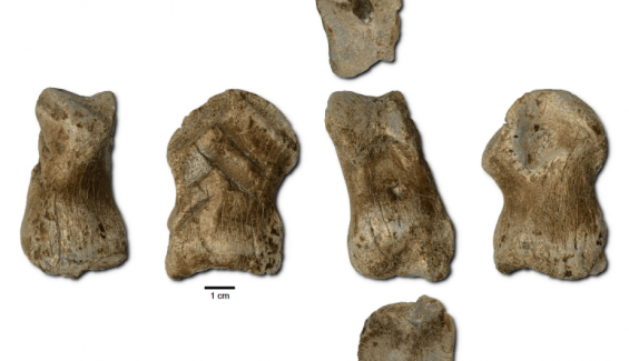neandertales2 neandertales2