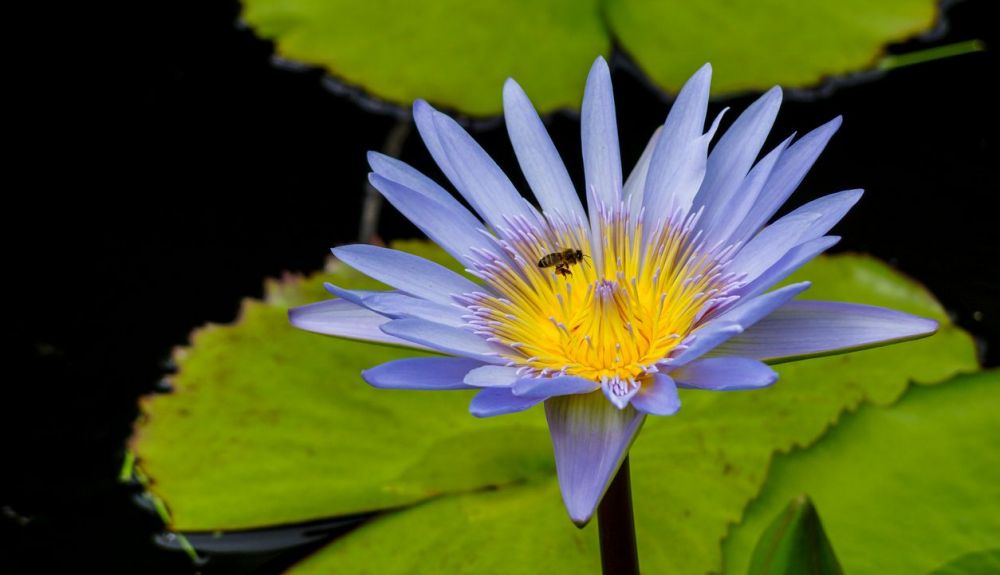 Abeja polinizando una planta. Abeja polinizando una planta.