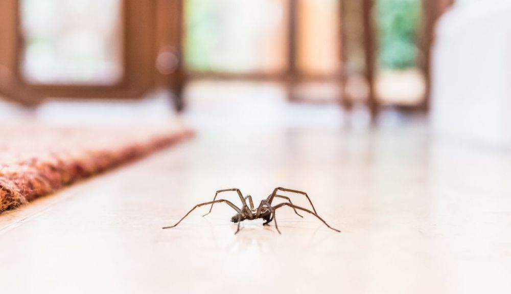 Una araña común el el suelo de una casa. Una araña común el el suelo de una casa.