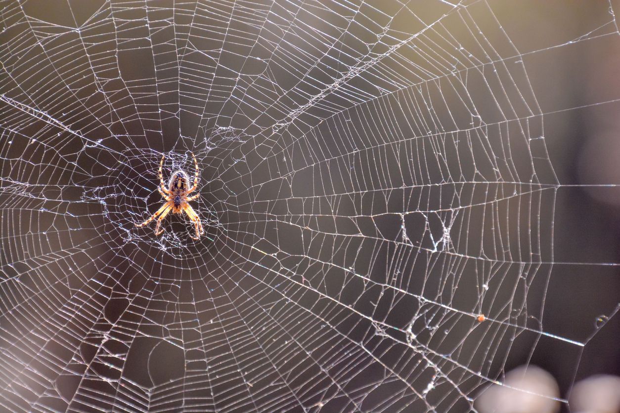 Algunos tipos de arañas parecen que huyen de las hormigas. Foto: IStock.