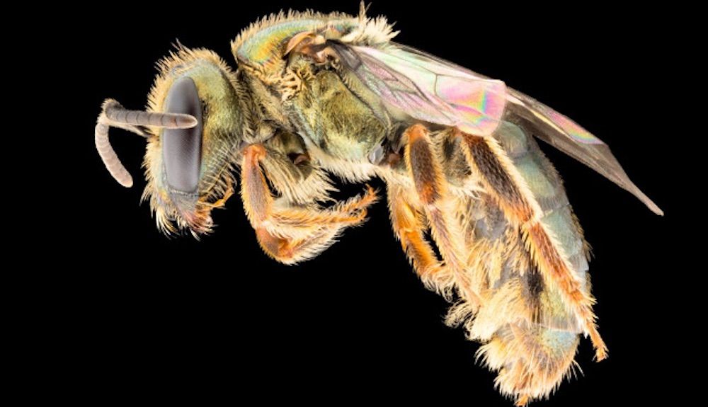 Homalictus fijiensis, abeja común de las tierras bajas de Fiji. Foto: James Dorey, Flinders University