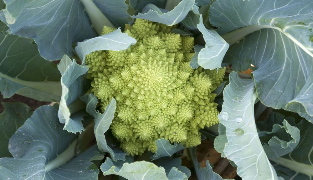 Para el descubrimiento, se han combinado modelos matemáticos y biología vegetal Para el descubrimiento, se han combinado modelos matemáticos y biología vegetal