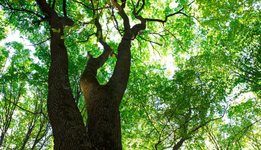 A medida que crece el afán global por plantar más árboles, algunos científicos están instando a la precaución
