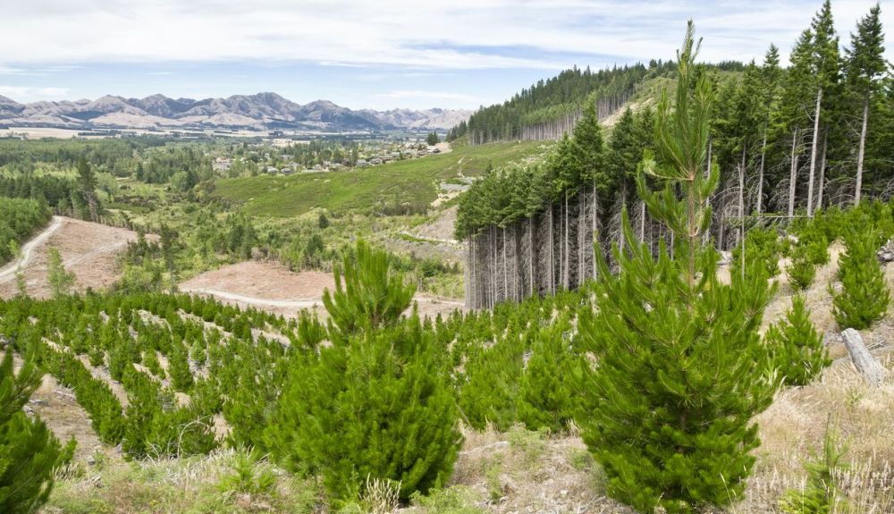 Hay 900 millones de hectáreas de tierra disponibles para plantar nuevos bosques 