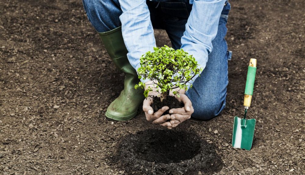 Existen en todo el mundo proyectos masivos de plantación de árboles