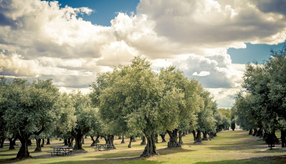 los esfuerzos masivos de plantación de árboles no tienen por qué fracasar