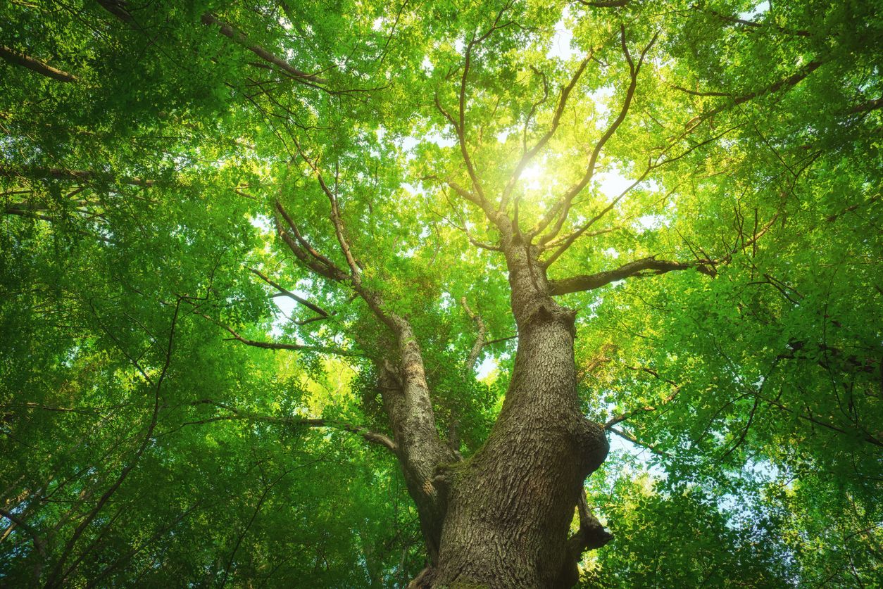 La plantación de árboles no puede ser la única herramienta para la lucha contra el cambio climático. Foto: IStock.