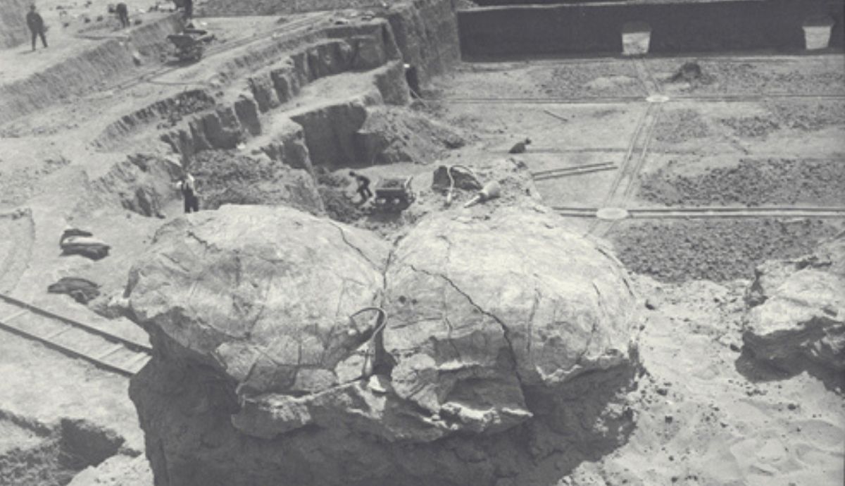 Tortugas terrestres halladas en el yacimiento arqueológico de Cristo de Otero. Foto: MNCN.