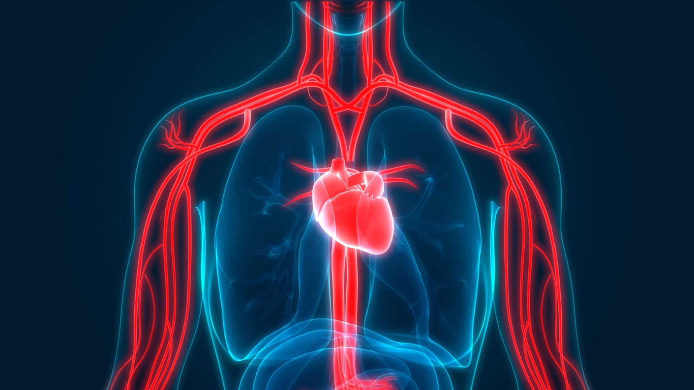 Muchas personas se preguntan cuánta sangre tiene el ser humano y cuánta puede perder. Foto: IStock..