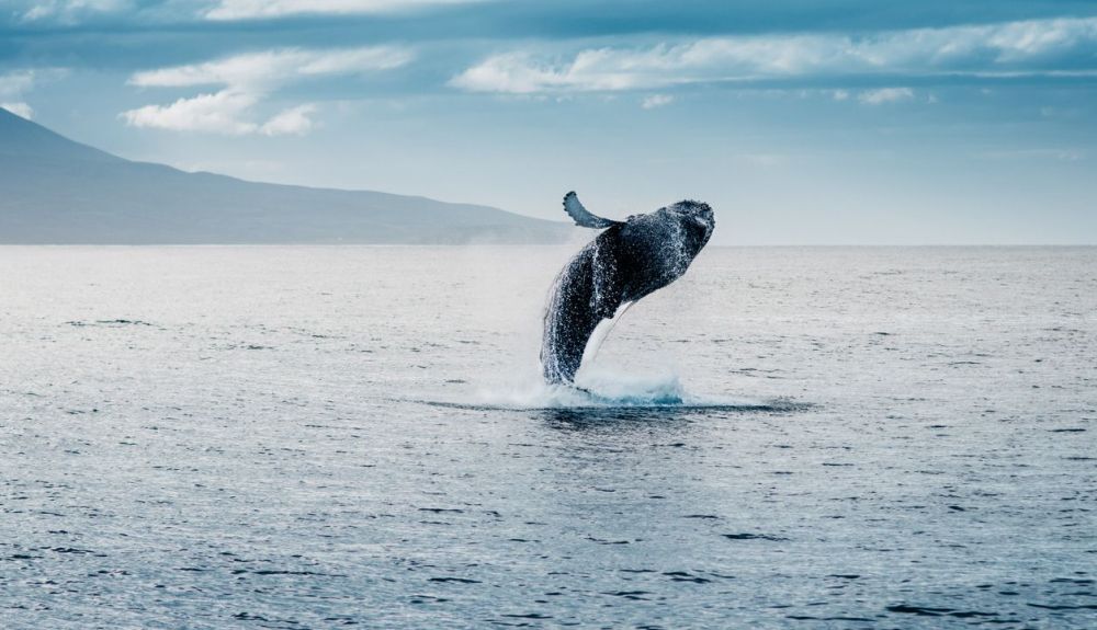 Esta adaptación no se ha producido en las ballenas