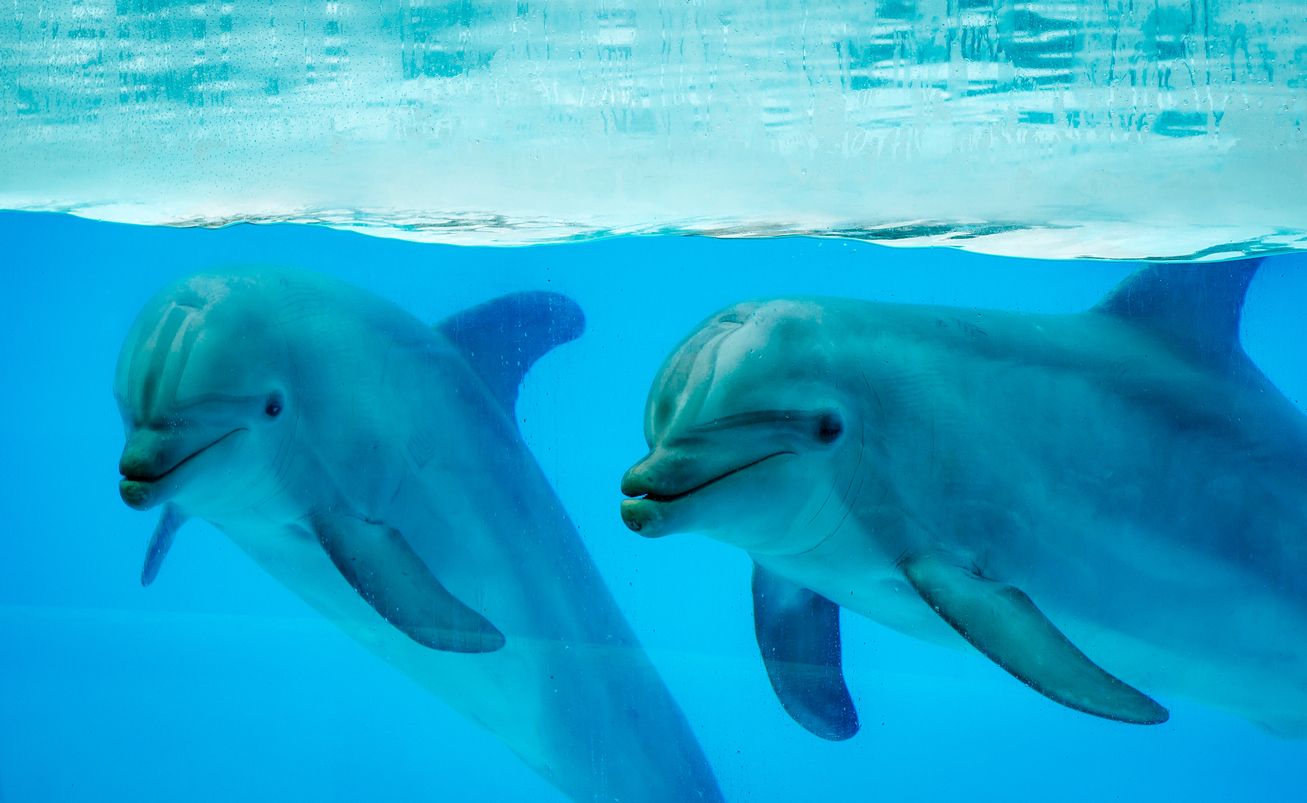 Los delfines adaptaron su esperma para poder reproducirse en el mar. Foto: IStock.