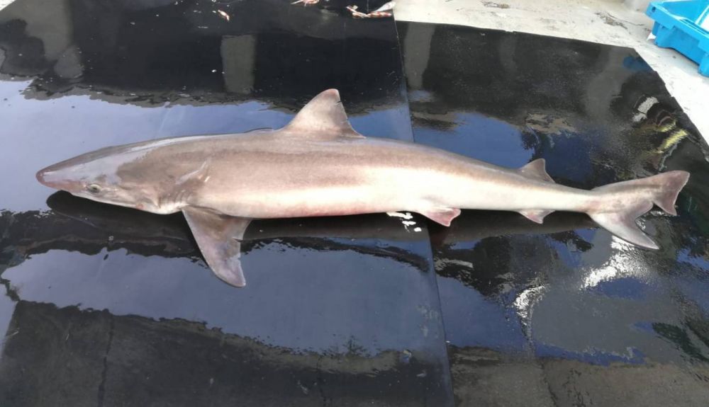 Tiburones en la Costa Brava cronica de un declive anunciado Tiburones en la Costa Brava cronica de un declive anunciado