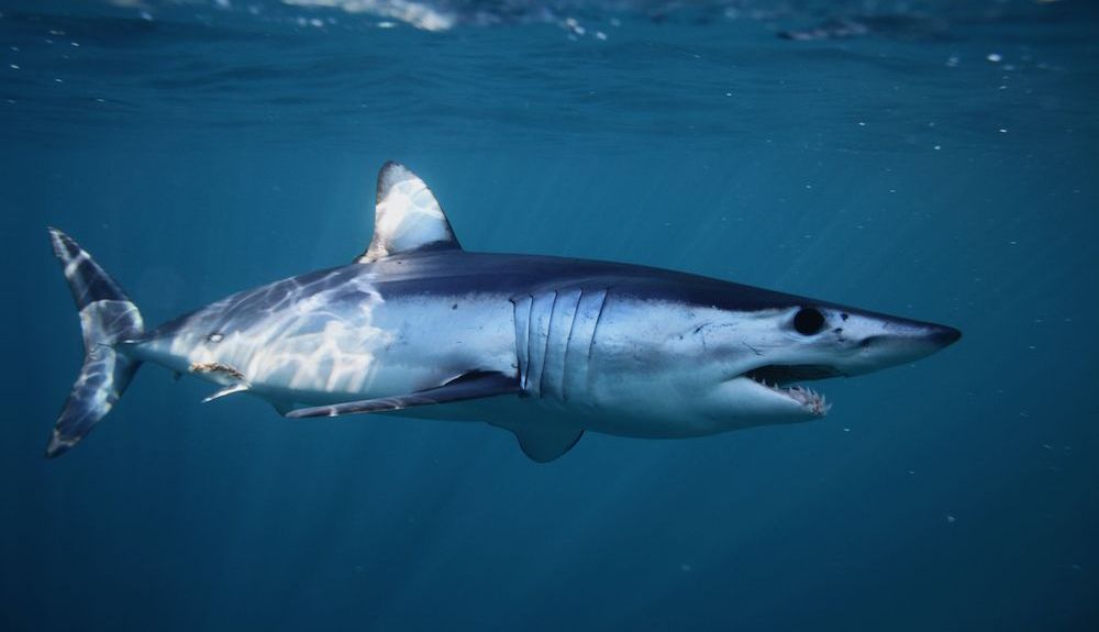 tiburones mako marrajo tiburones mako marrajo