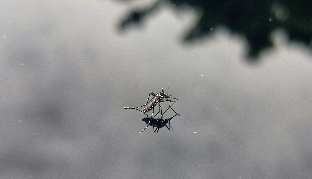 mosquito en el agua mosquito en el agua