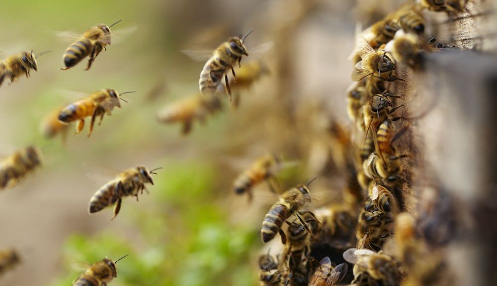 abejas 02 abejas 02