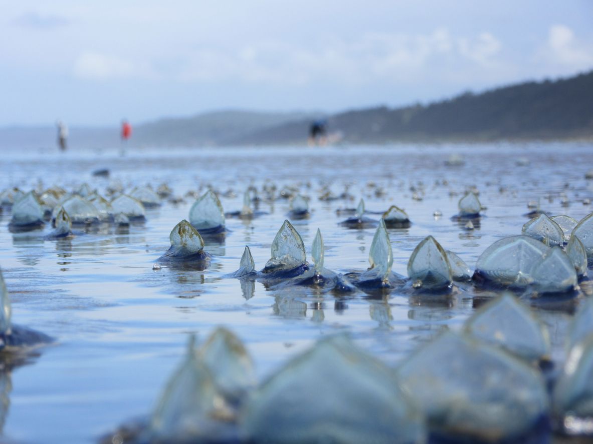 Multitud de medusas Velella velella en una orilla. Se puede observar su característica vela. Foto: IStock.