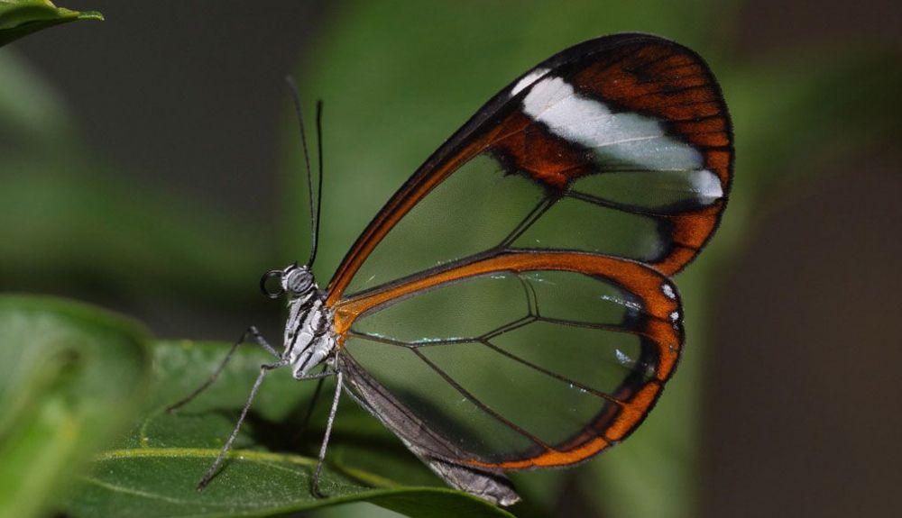 Las mariposas de ala de vidrio (una en la foto) lucen principalmente alas transparentes que ayudan a los insectos a esconderse de los depredadores