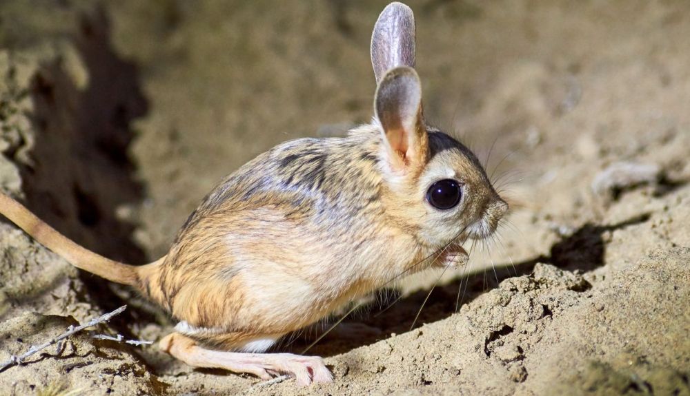 Los jerbo son animales de estepa y llevan una vida nocturna Los jerbo son animales de estepa y llevan una vida nocturna