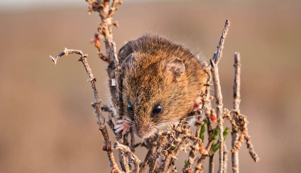 El ratón recolector de las marismas, en peligro de extinción, es endémico de la bahía de San Francisco y se confunde fácilmente con el abundante ratón cosechero común, que no está amenazado Foto William Thein  
