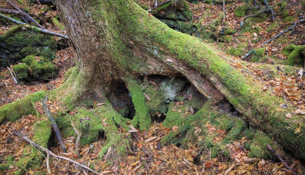 Detalle del musgo en el bosque de los suicidas de Japón. Detalle del musgo en el bosque de los suicidas de Japón.