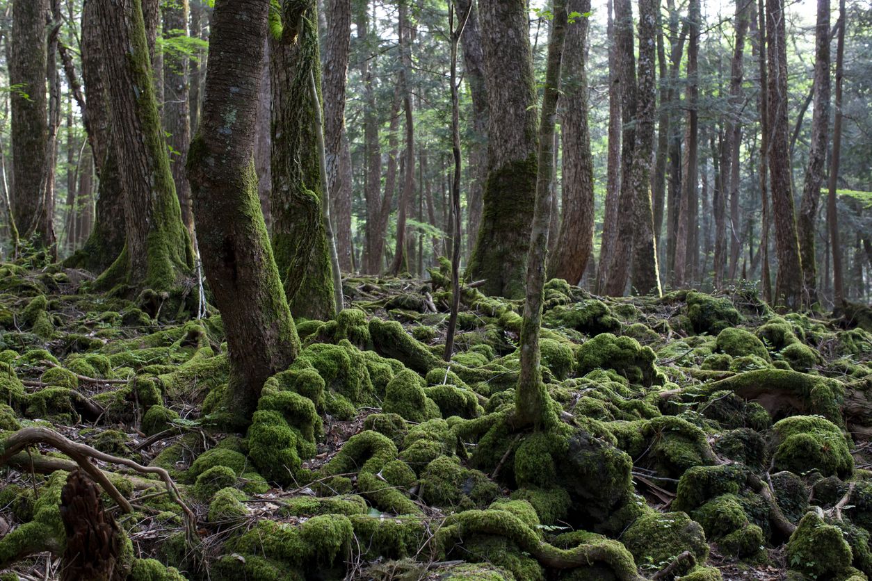 Bosque suicida de Aokigahara en Japón.