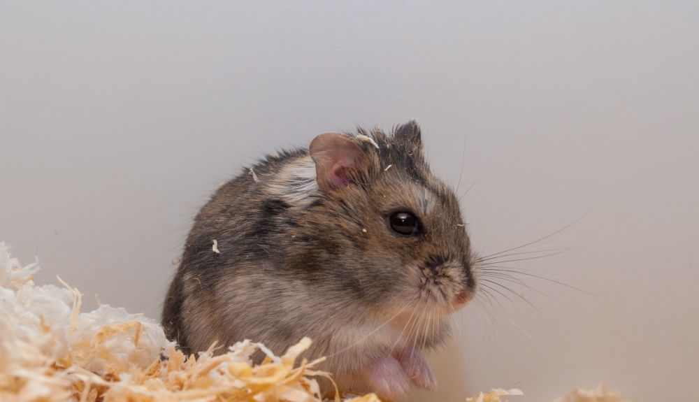 Estos pequeños roedores adaptan su cuerpo para sobrevivir al invierno.