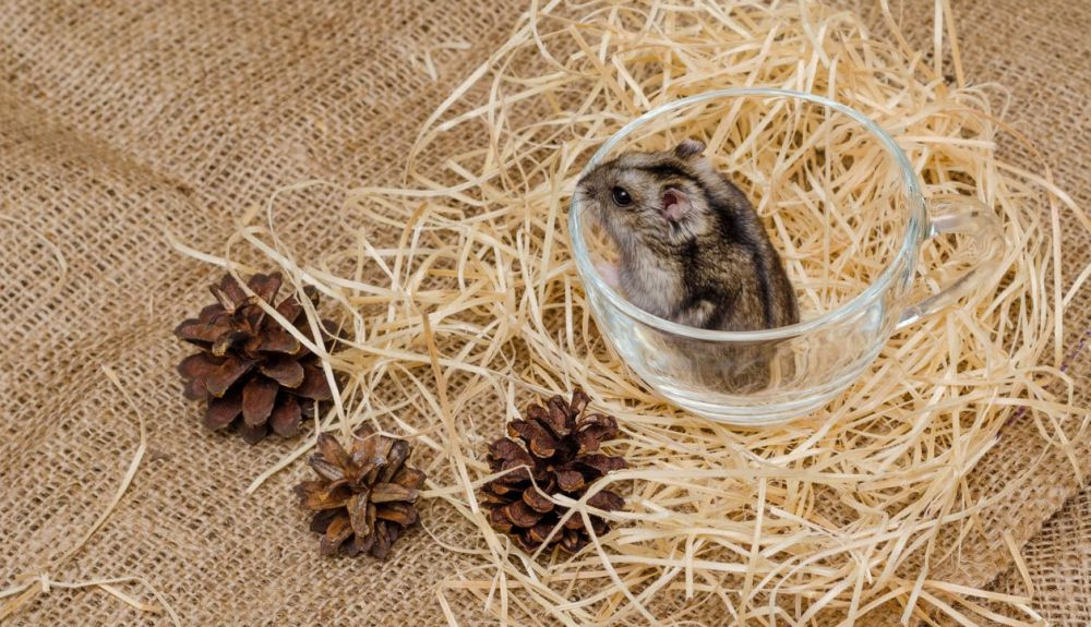 Los investigadores querían ver cómo animales como el hámster ruso mantienen el peso a largo plazo en un ciclo anual.