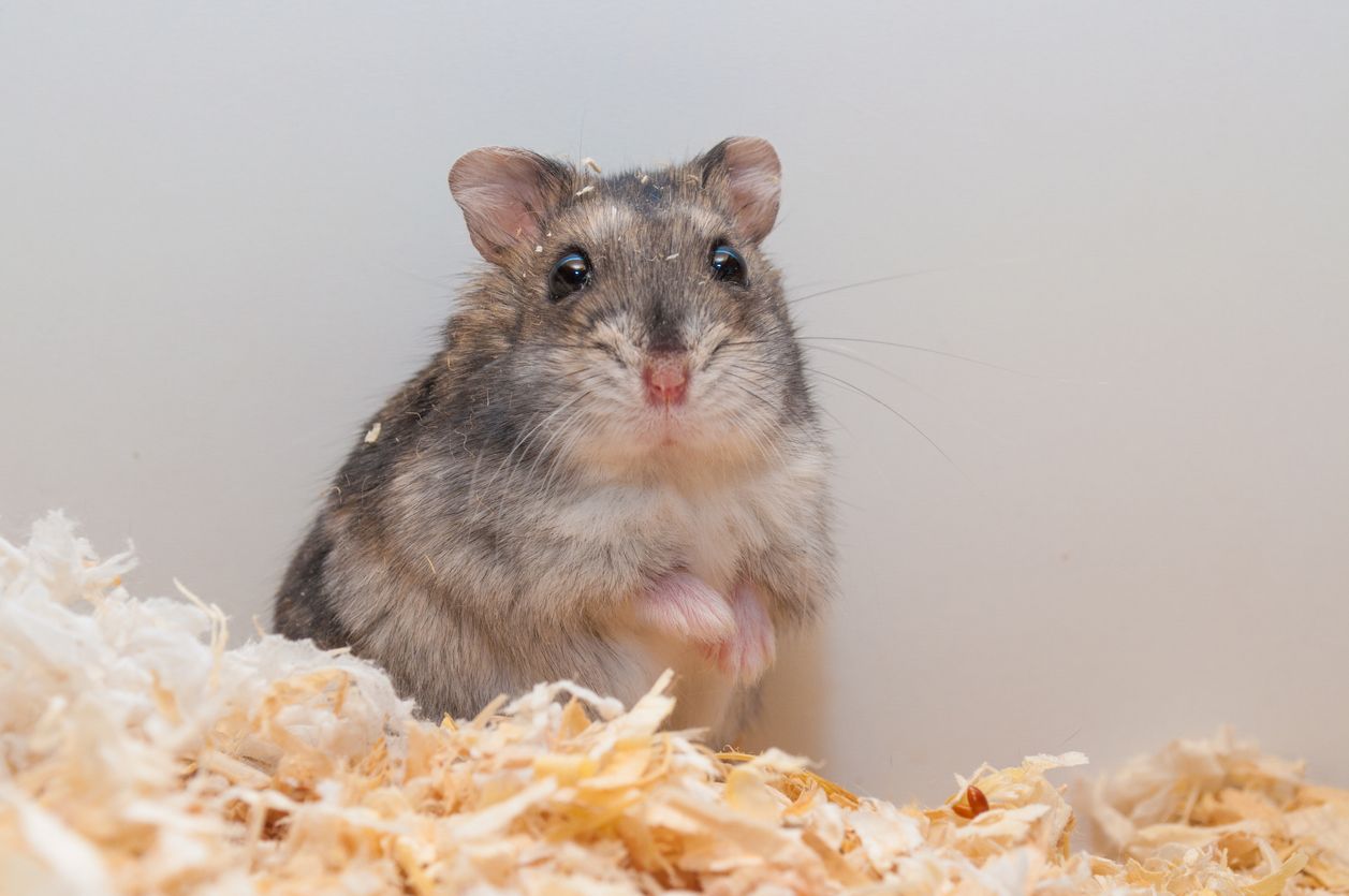 El hámster ruso es un interesante modelo para estudiar la obesidad.