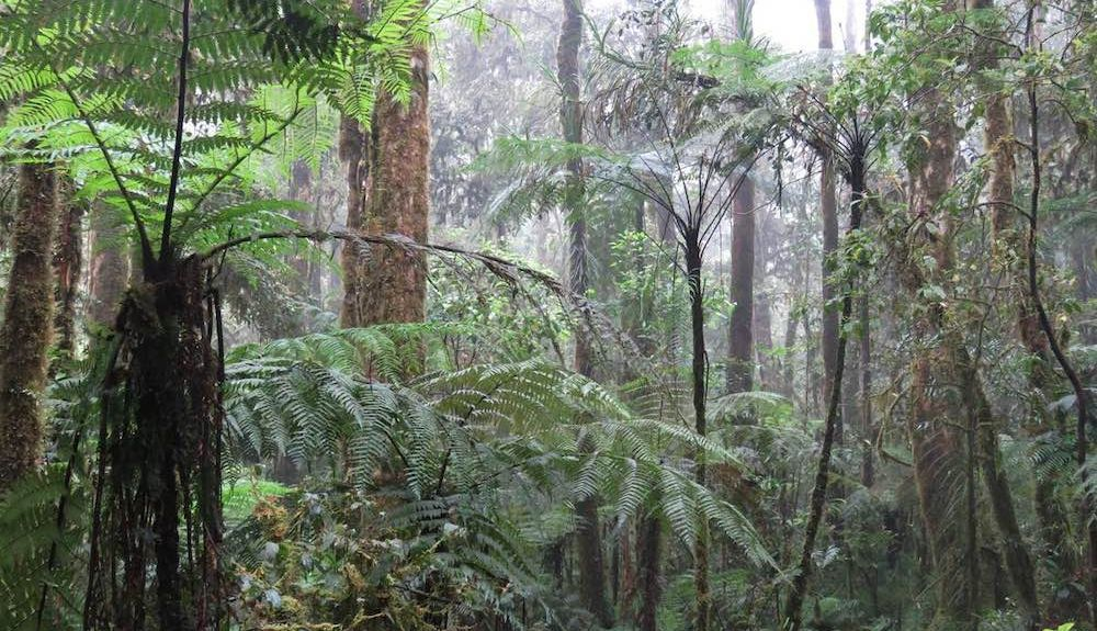 Interior del bosque nublado a 1.200 m en las montañas Kumawa, Papúa Occidental Borja Milá