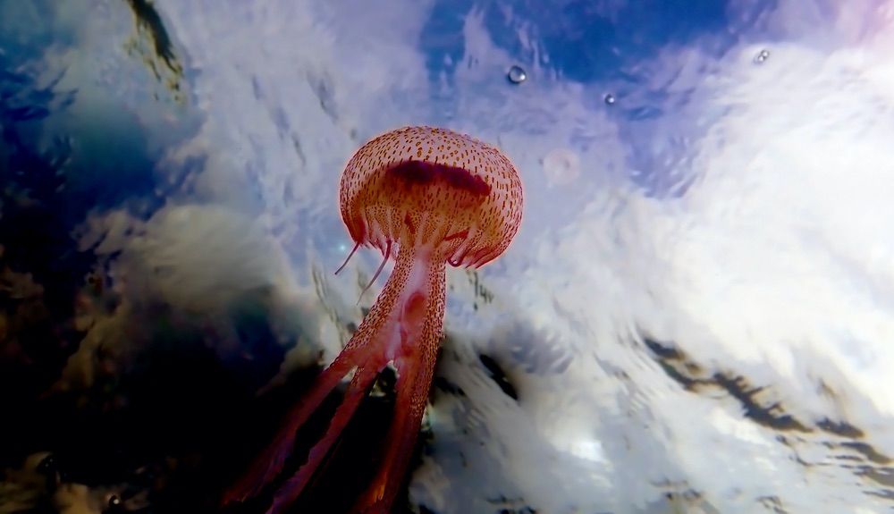 Medusa Pelagia noctiluca flotando en la corriente en el Mediterráneo. Foto  iStock
