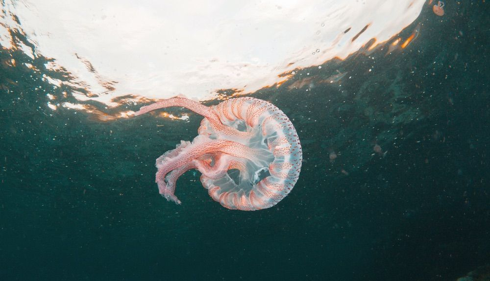 Medusa ortiga púrpura en Almuñecar. Foto iStock Medusa ortiga púrpura en Almuñecar. Foto iStock