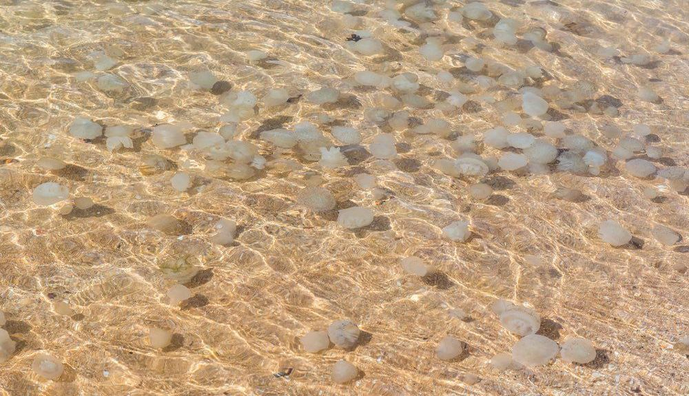 El cambio climático favorece la aparición de medusas. Foto iStock El cambio climático favorece la aparición de medusas. Foto iStock