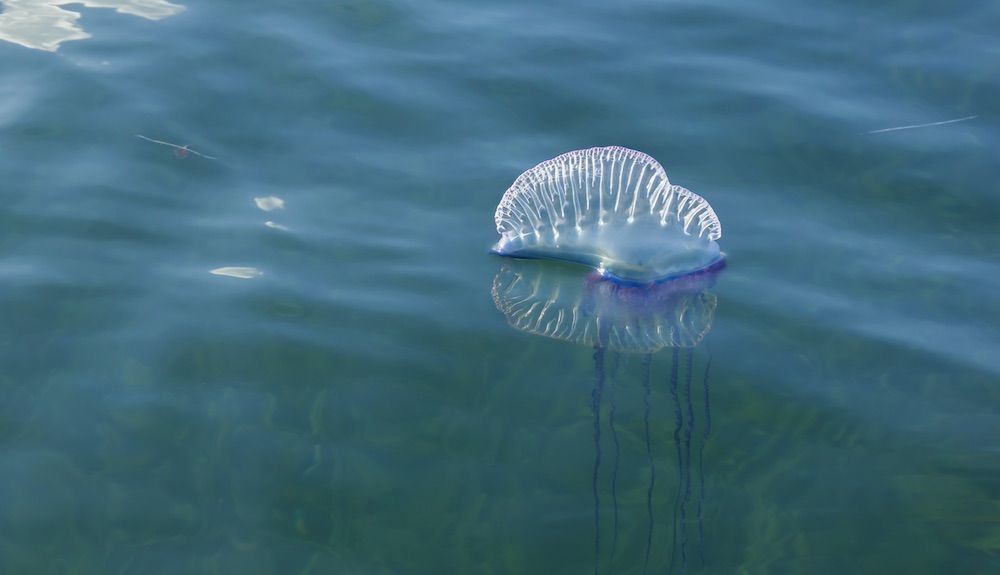 La carabela portuguesa, típica de aguas atlánticas, también puede berse en el Mediterráneo. Foto iStock La carabela portuguesa, típica de aguas atlánticas, también puede berse en el Mediterráneo. Foto iStock