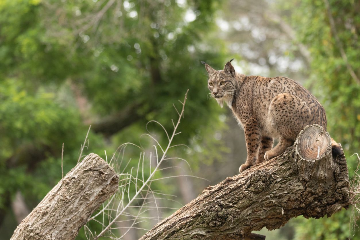 El lince ibérico es uno de los animales en peligro de extinción.