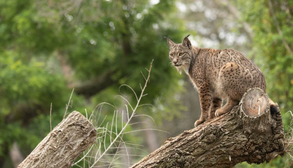 El lince ibérico es uno de los animales en peligro de extinción. El lince ibérico es uno de los animales en peligro de extinción.