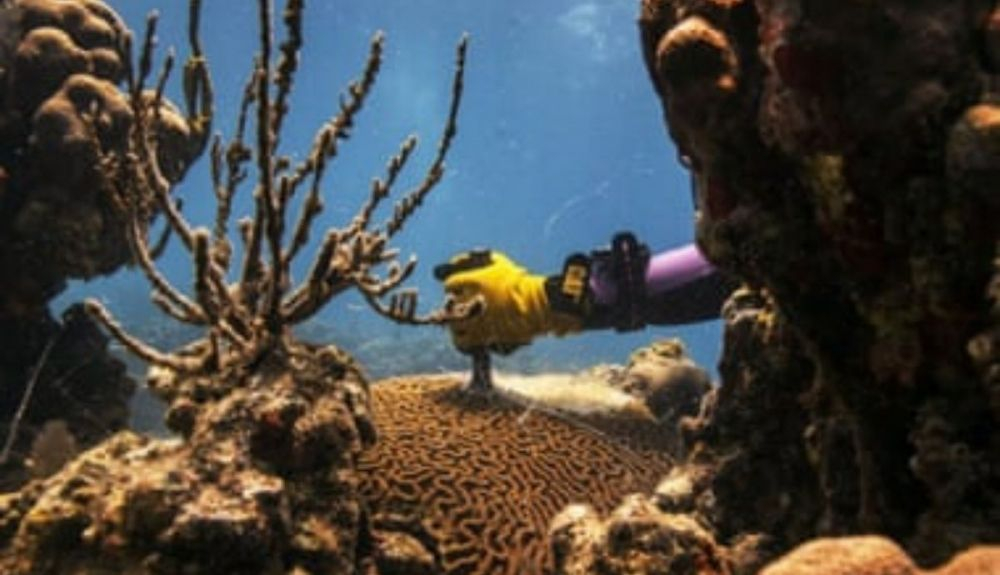 Un técnico de investigación corta un coral con un cincel de acero para eliminar la sección que está siendo asesinada por SCTLD.