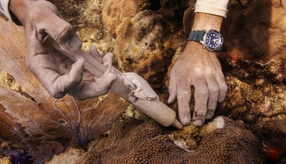 Un asistente de investigación aplica un ungüento antibiótico a un coral estrella montañoso afectado por SCTLD cerca de Key West, Florida.