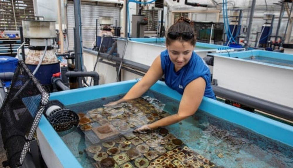 Una bióloga mueve corales entre tanques.