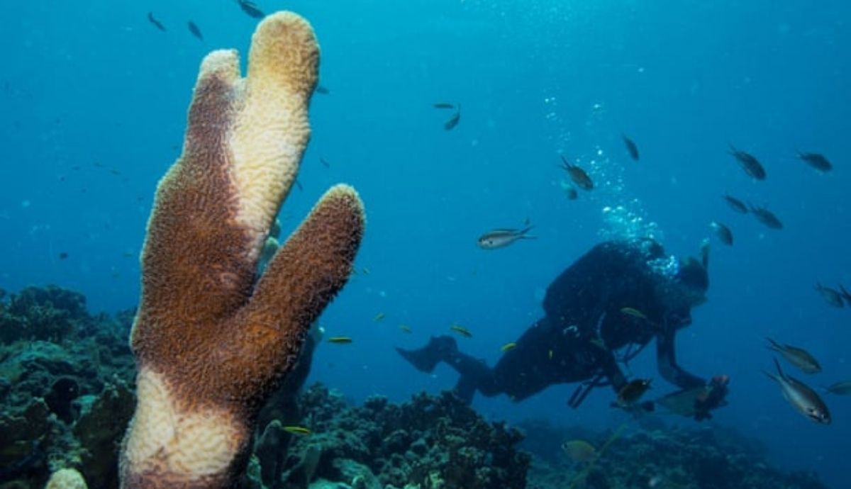 El coral del Caribe padece una enfermedad mortal. Foto. The Guardian.